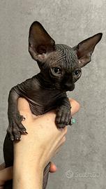 Sphynx