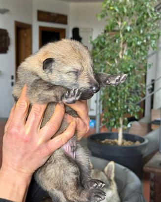 Cuccioli cane lupo cecoslovacco