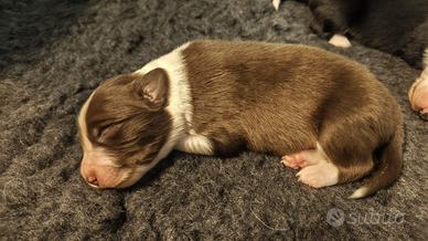 Border collie cuccioli