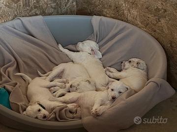 Cuccioli Setter Inglese