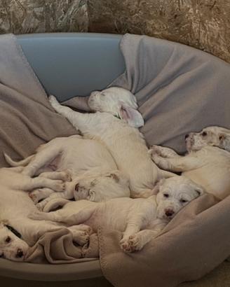 Cuccioli Setter Inglese