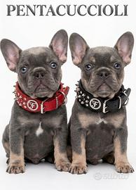 Bulldog francese blue - maison penta cuccioli