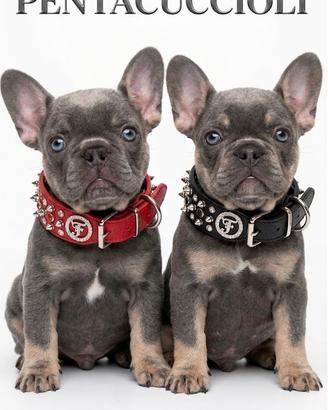 Bulldog francese blue - maison penta cuccioli