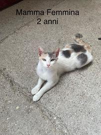 Gatti e mamma gatta