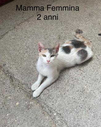 Gatti e mamma gatta