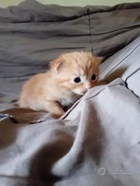 Gattini