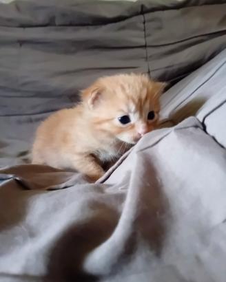 Gattini