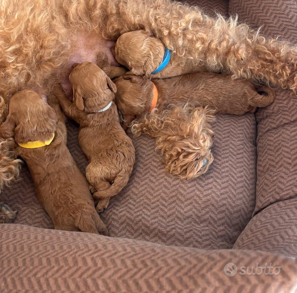 Nocera Inferiore Barone Negozio Abbigliamento Cuccioli Barboncino