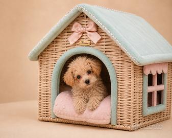 Maltipoo Mini Toy beige/bianco disponibili subito