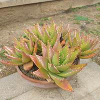Aloe Brevifolia