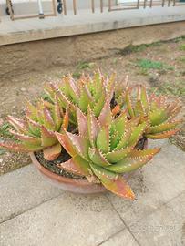Aloe Brevifolia