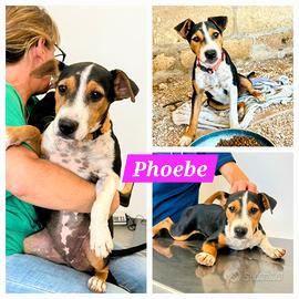 Cuccioli taglia media piccola