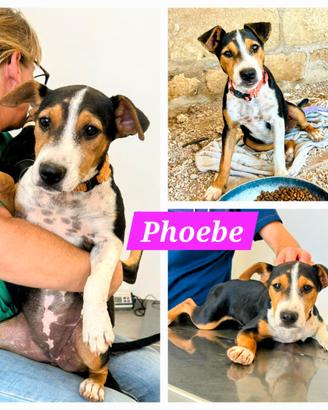 Cuccioli taglia media piccola