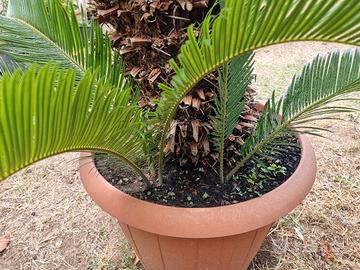 cycas pianta verde 
