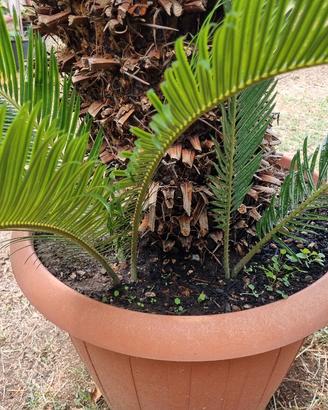 cycas pianta verde 