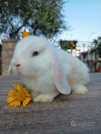 Coniglia minilop cucciola