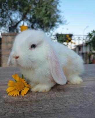 Coniglia minilop cucciola