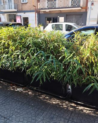 bamboo e vaso