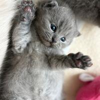 Gattino british short hair