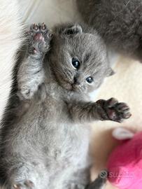 Gattino british short hair