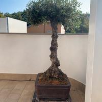 Bonsai olivo