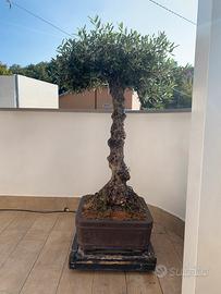 Bonsai olivo