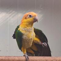 Caicco testa gialla singolo