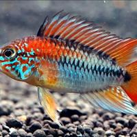 Coppia Ciclidi nani Sud-Americani