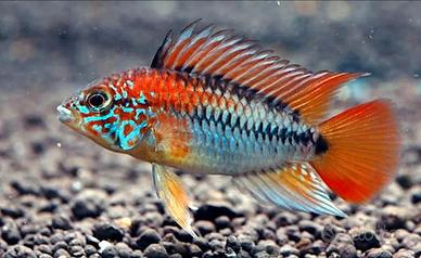 Coppia Ciclidi nani Sud-Americani