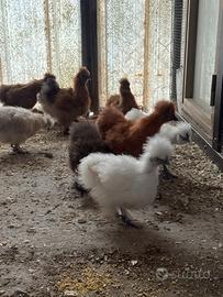Galline Moroseta