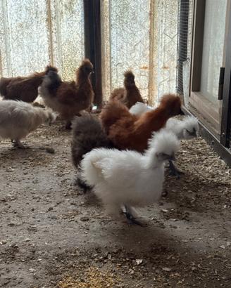 Galline Moroseta