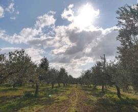 Tel. 3513311317 Terreno Agricolo Castelvetrano
