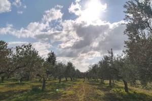 Tel. 3513311317 Terreno Agricolo Castelvetrano