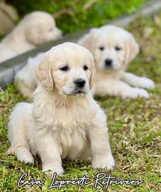 Golden Retriever Cuccioli