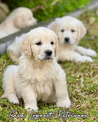 Golden Retriever Cuccioli