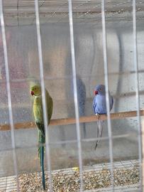 Parrocchetto dal collare