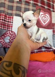 Chihuahua maschio e femmina mini 70/80giorni