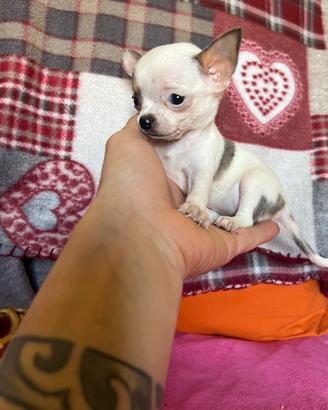 Chihuahua maschio e femmina mini 70/80giorni
