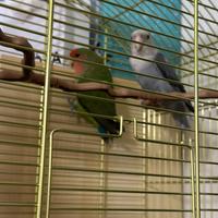 Inseparabili coppia con gabbia