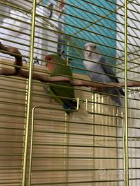 Inseparabili coppia con gabbia