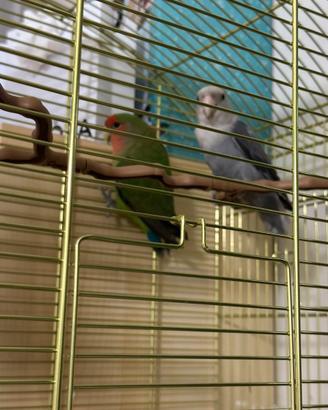 Inseparabili coppia con gabbia