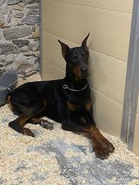 Cuccioli di Dobermann