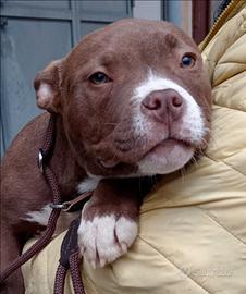 Cucciola American Bully choko cioccolato