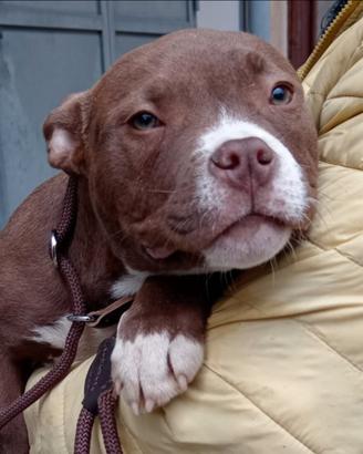 Cucciola American Bully choko cioccolato