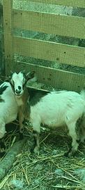 capretto tibetano 