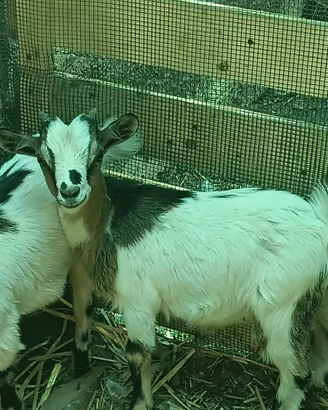 capretto tibetano 
