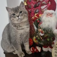 Gattino british Shorthair