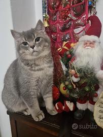 Gattino british Shorthair