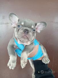 Cuccioli di bulldog francese