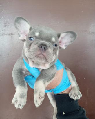 Cuccioli di bulldog francese